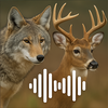 Predator Calls - Hunting Sound