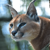 Caracal Wallpapers 2023 HD 4K