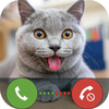 Charming Cats Fake Call & Chat