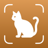 Cat Breed Identifier - Catium