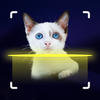 Cat Recognition by Photo