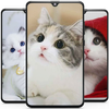 Kitten Cute Cat Wallpaper HD