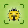 LadyBug Insect: Bug Identifier