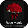 Rose Magic – Flower Rose Wallp