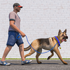 Dog Walking - Pet Sitting Game