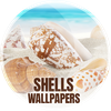 Wallpapers with shells in 4K