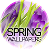Wallpapers in the spring