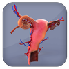 Female Reproductive System 3D