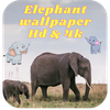 Elephant wallpapers Hd & 4k