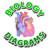Learn Biology Diagrams