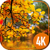 Autumn Cool Wallpapers