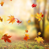 Falling Leaves Live Wallpaper