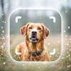 Dog Breed Identifier With AI