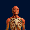 Digital Anatomy Atlas