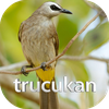 Suara pikat burung trucukan
