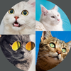 Cat Breeds: Quiz