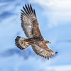 Eagle's Flight: The Sky Hunter