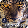 Leopard Ringtones