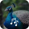Peacock Ringtones