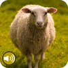 Sheep Ringtones