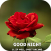 Good Night Roses