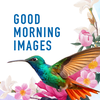 Good Morning Images 2026 HD