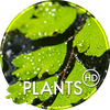 Plants wallpapers for phone