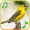 Birds Sounds Ringtones
