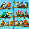 Bird Sort Puzzle Fun Game