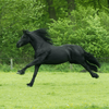 Horse Wallpaper 2023 HD 4K