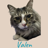 Valen - Random Cat Wallpaper
