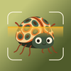 Insecto AI: Bug Identifier