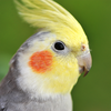 Cockatiel bird sounds