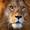 Lion Sounds Ringtones