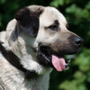 Kangal Dog Wallpapers 2023 HD