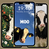 Cute Cow Wallpaper 4K