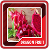 dragon fruit cultivation