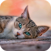 10000+ Cats Wallpapers