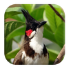 Red-whiskered Bulbul Sounds