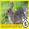 تربية الارانب مشروع مربح