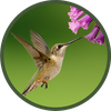 Beautiful Hummingbird Wallpape