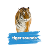 Tiger Sounds Real Roars