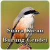 Suara Kicau Burung Cendet
