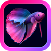 Bettarium - Betta Fish Tank