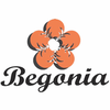 begonia