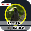 Suara Jalak Kebo Gacor Ampuh