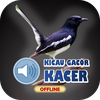 Suara Burung Kacer Gacor Mp3