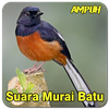Suara Murai Batu Medan Pikat