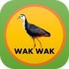 Suara Burung Ruak Ruak Mp3