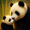Talking Panda: Kung Fu Pet
